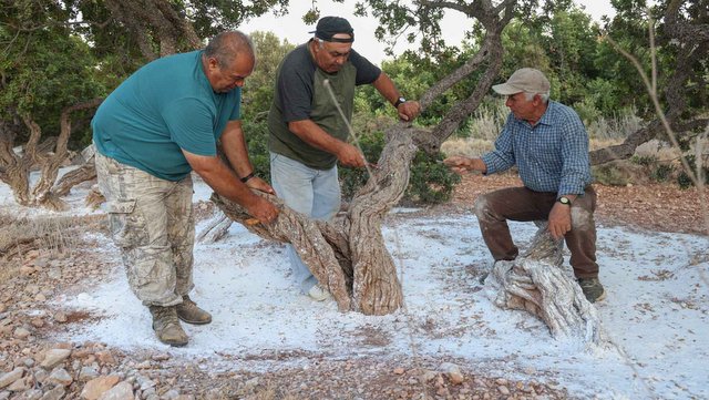 ΤΟ ΠΑΡΑΔΟΣΙΑΚΟ ΚΕΝΤΗΜΑ ΓΙΑ ΝΑ ΜΗΝ ΠΛΗΓΩΘΕΙ ΤΟ ΜΑΣΤΙΧΟΔΕΝΤΡΟ (VIDEO)
